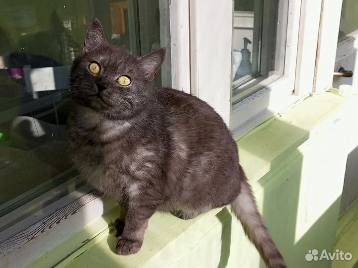 Кошка британка