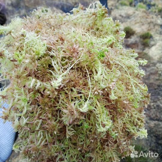 Мох сфагнум, живой, сухой