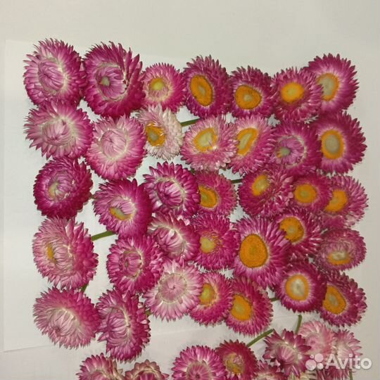 Гелихризум цветы