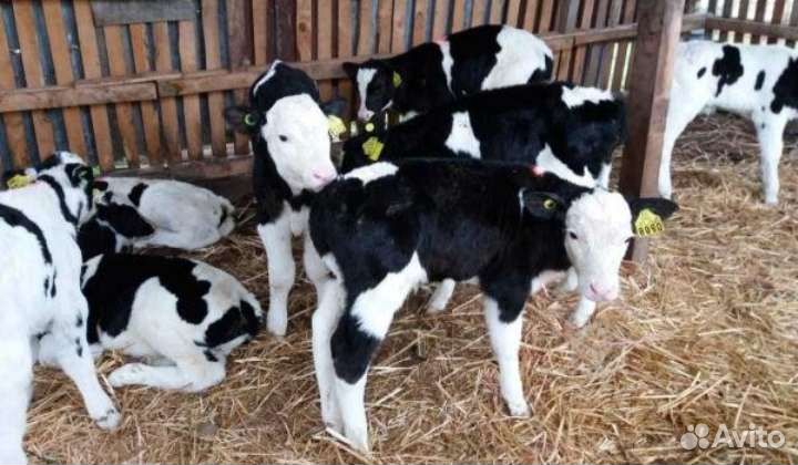 Бычки телята бесплатная доставка