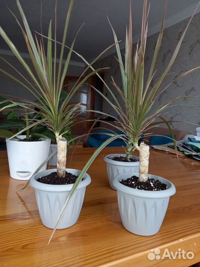 Пальма драцена