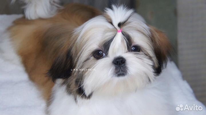 Кукольная девочка ши-тцу РКФ