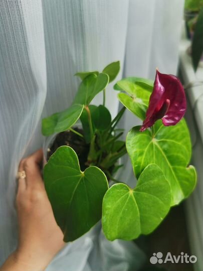 Антуриум юта голландия