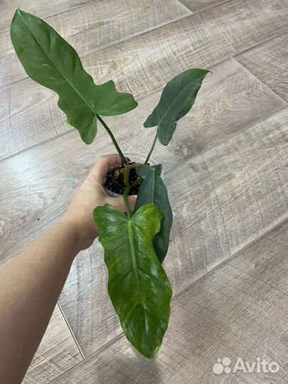 Филодендрон