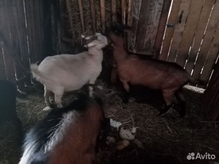 Молочные козы