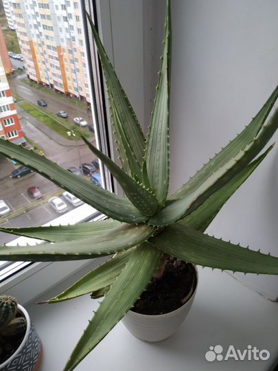 Комнатные цветы.Кактусы.Суккуленты