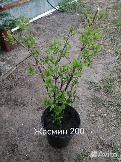 Многолетние кустарники для сада