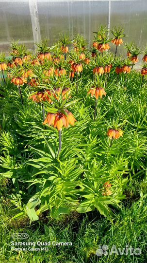 Цветы рябчики