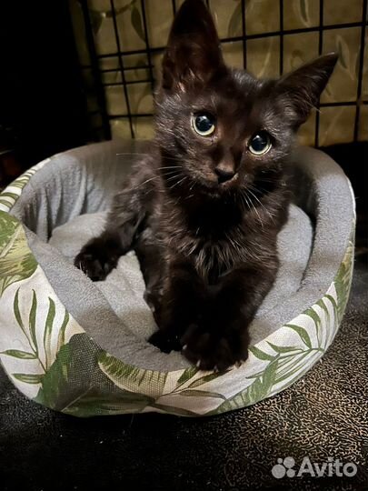 Котенок бесплатно