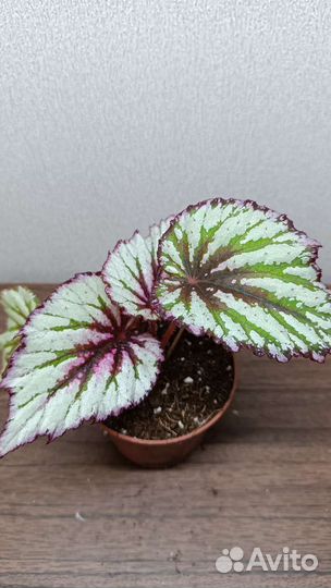 Бегонии сортовые