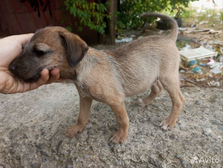 Щенки в добрые руки