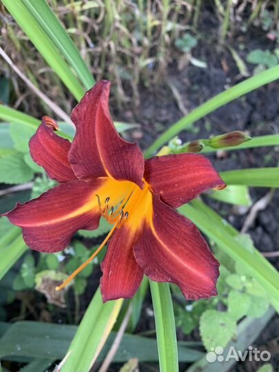 Цветы многолетки