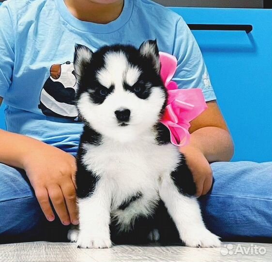 Хаски Красивые щеночки для вас и Вашей Семьи )