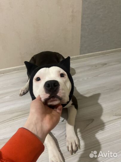 Амстафф вязка