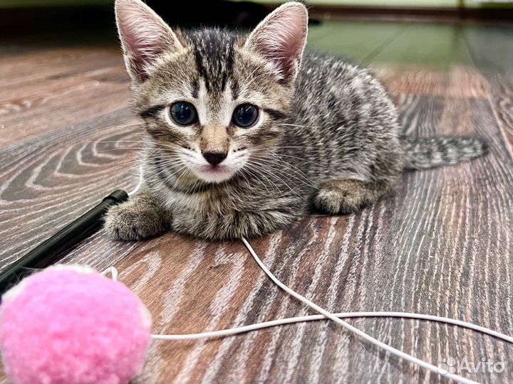Маленькая Ева в поисках хорошего дома