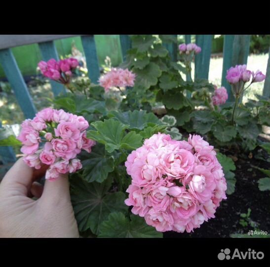 Замиокулькас Зензи,Равен,мандарин,пеларгония