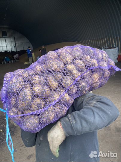 Картофель Коломбо, Пикасо, Балтик Роуз, Бельмондо