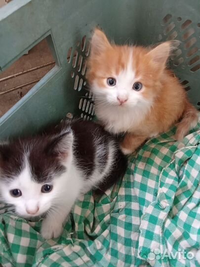 Котята в добрые руки