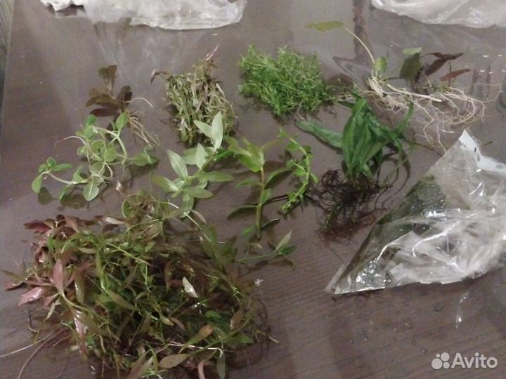 Аквариумные растения прополка