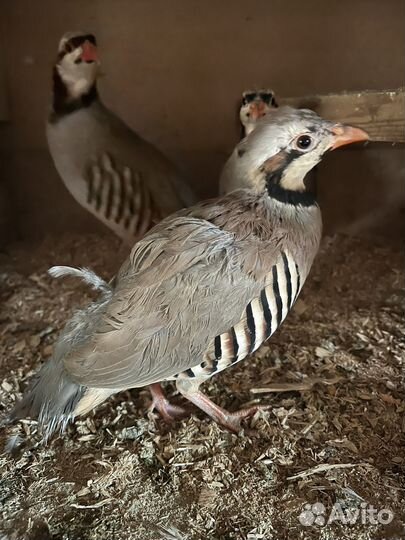 Инкубационное яйцо