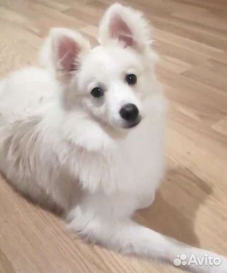 Собака, шпиц, девочка