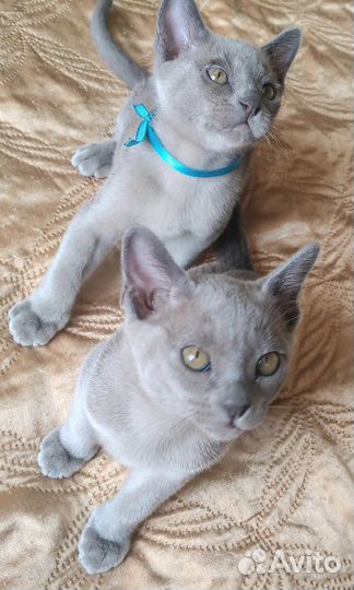 Котята европейской бурмы