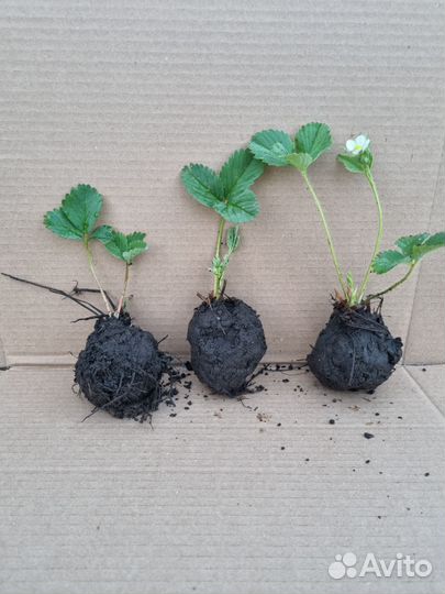 Рассада клубники