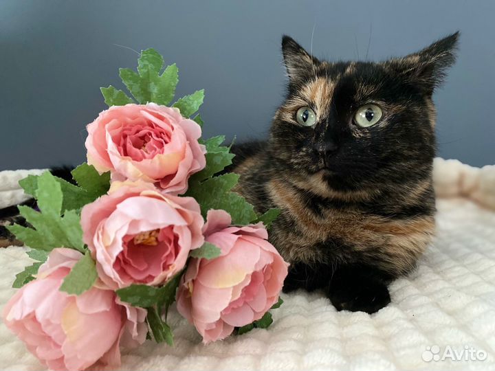 Дом кошечке