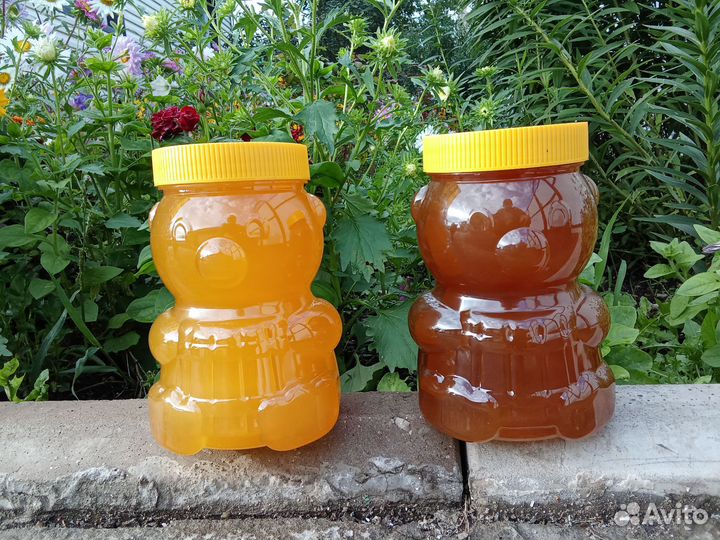 Свежий мед 2023