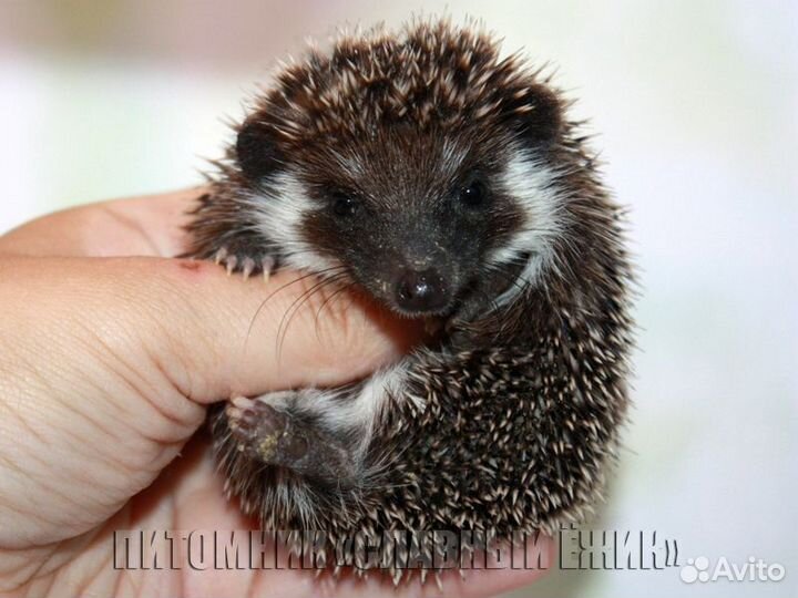 Африканские ежики, шикарные черныши