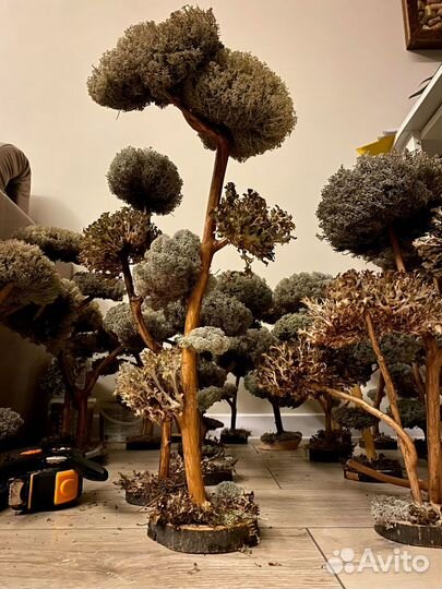 Дерево бонсай живое