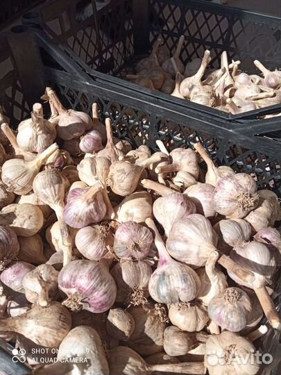 Клубника, помидоры, чеснок, лук