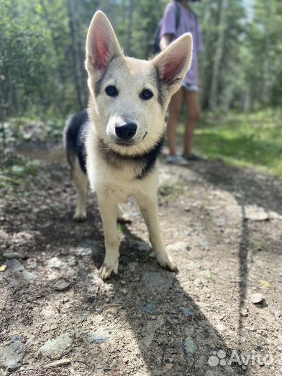Бшо метис девочка