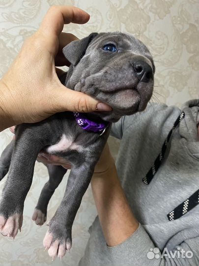 Щенки Прайтера