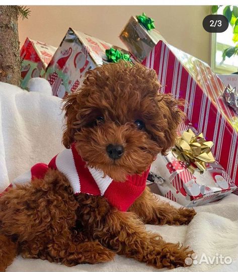 Мальтипу красотун