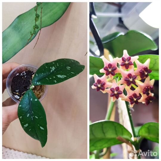 Хойя в ассортименте