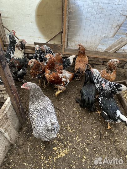 Куры домашние