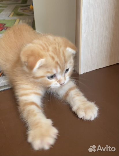 Шотландский вислоухий котик