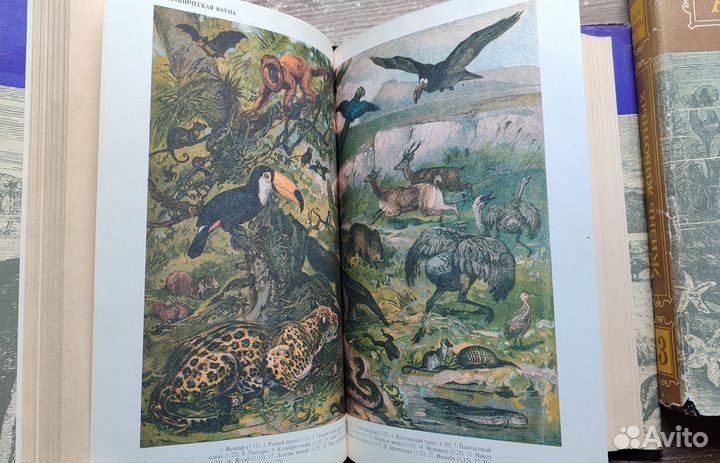 А. Э. Брэм Жизнь животных