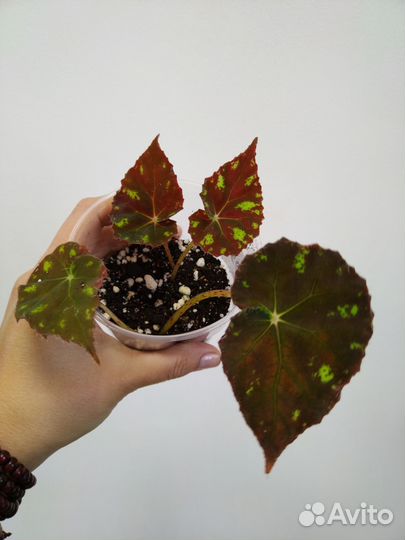 Эпипремнум, бегонии, крестовник, замиокулькас