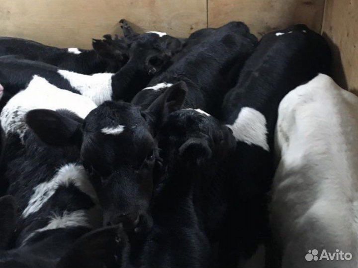 Бычки телята