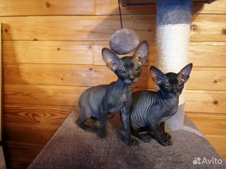 Донской сфинкс котята