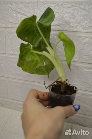 Сингониум макрофиллум фростед хард