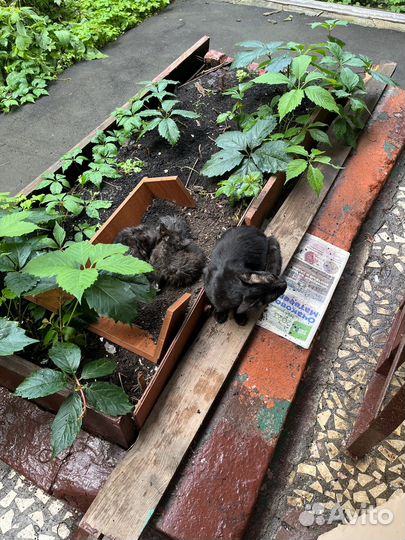 Черный котенок