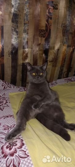Вязка кошек