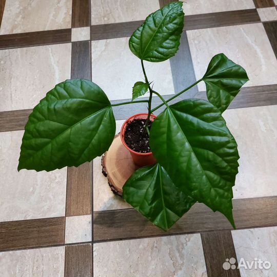 Гибискус махровый