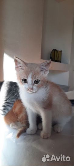 Кошечка в добрые руки