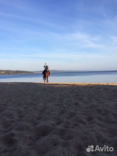 Конные прогулки