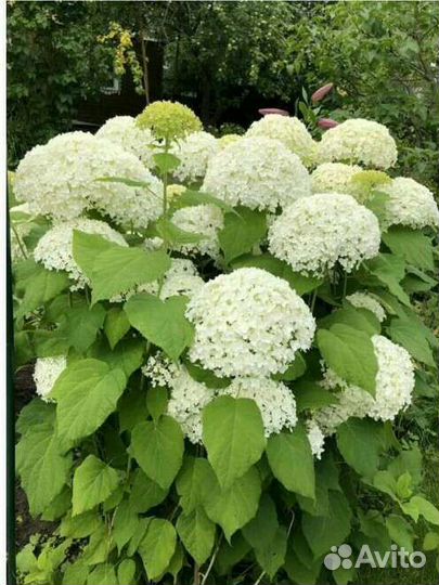 Белая гортензия папоротник страусник мак садовый