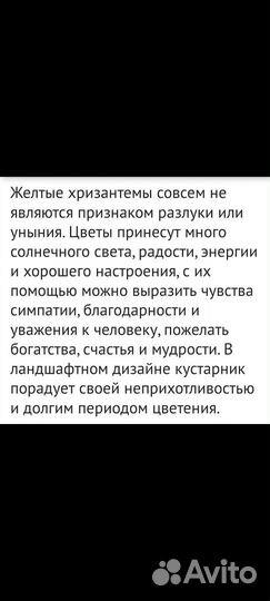 Жёлтая хризантема